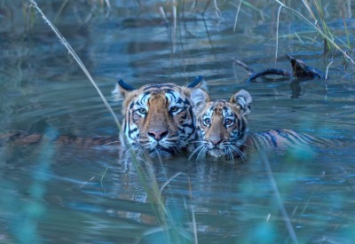 Bhigwan - Grasslands Photography Tour
