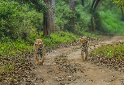 Bhigwan - Grasslands Photography Tour