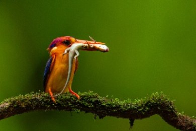 Bhigwan - Grasslands Photography Tour