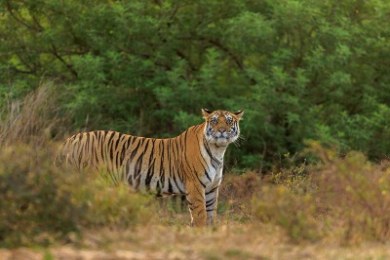 Bhigwan - Grasslands Photography Tour