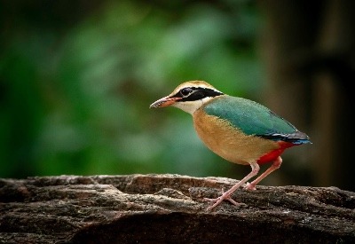 Bhigwan - Grasslands Photography Tour