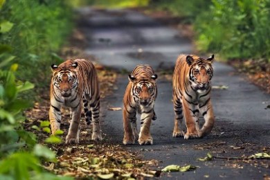 Bhigwan - Grasslands Photography Tour