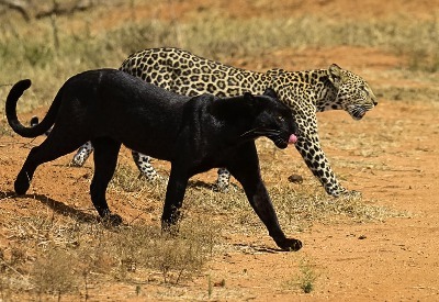 Bhigwan - Grasslands Photography Tour