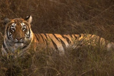 Bhigwan - Grasslands Photography Tour