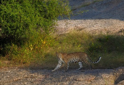 Bhigwan - Grasslands Photography Tour