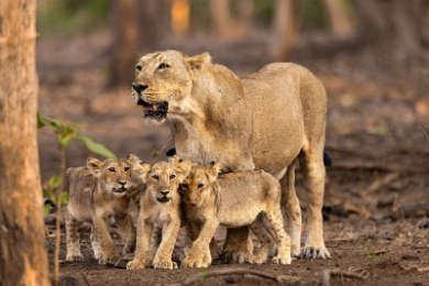 Bhigwan - Grasslands Photography Tour