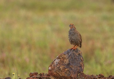 Bhigwan - Grasslands Photography Tour