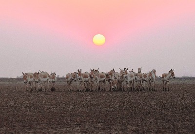 Bhigwan - Grasslands Photography Tour