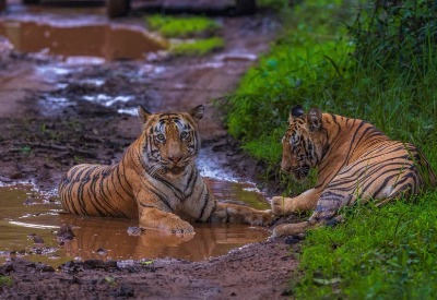 Bhigwan - Grasslands Photography Tour