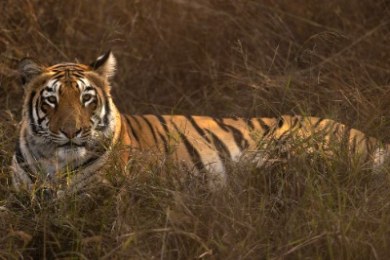 Bhigwan - Grasslands Photography Tour