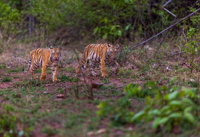 Bhigwan - Grasslands Photography Tour