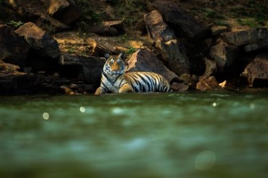 Bhigwan - Grasslands Photography Tour