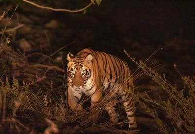 Bhigwan - Grasslands Photography Tour