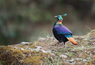 Bhigwan - Grasslands Photography Tour