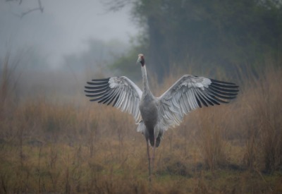 Bhigwan - Grasslands Photography Tour