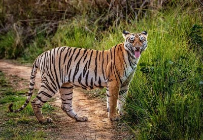 Bhigwan - Grasslands Photography Tour