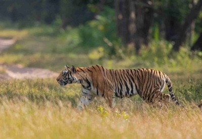Bhigwan - Grasslands Photography Tour