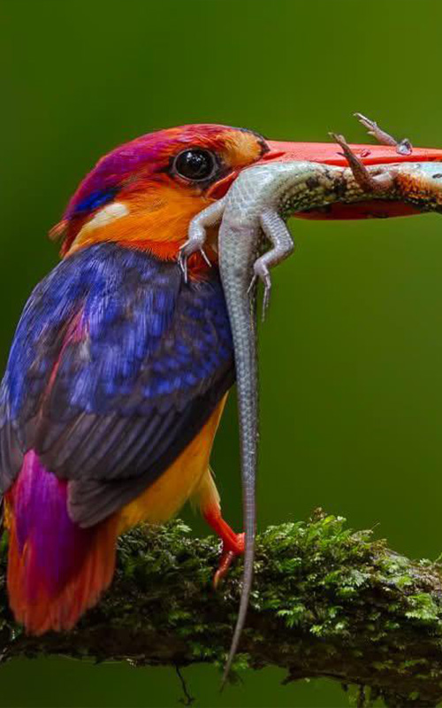 wildlife photography tour