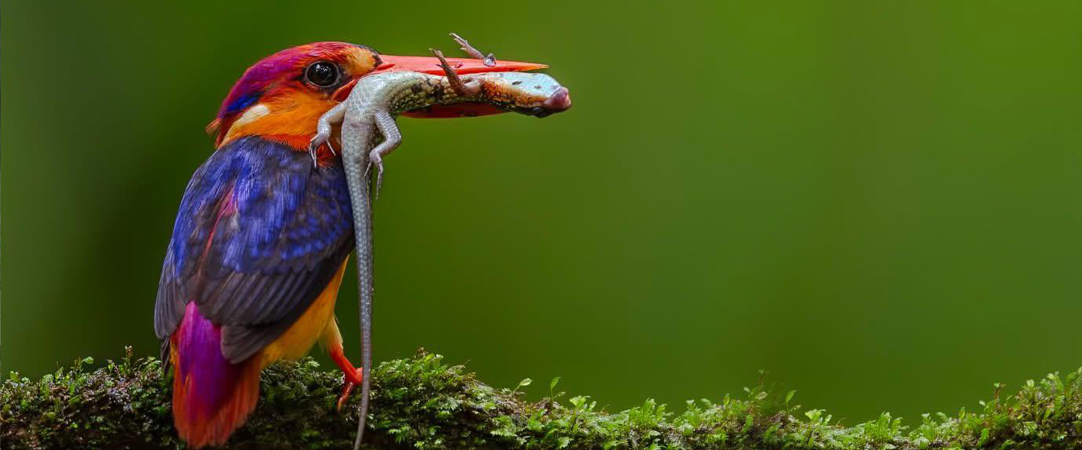 wildlife photography tour