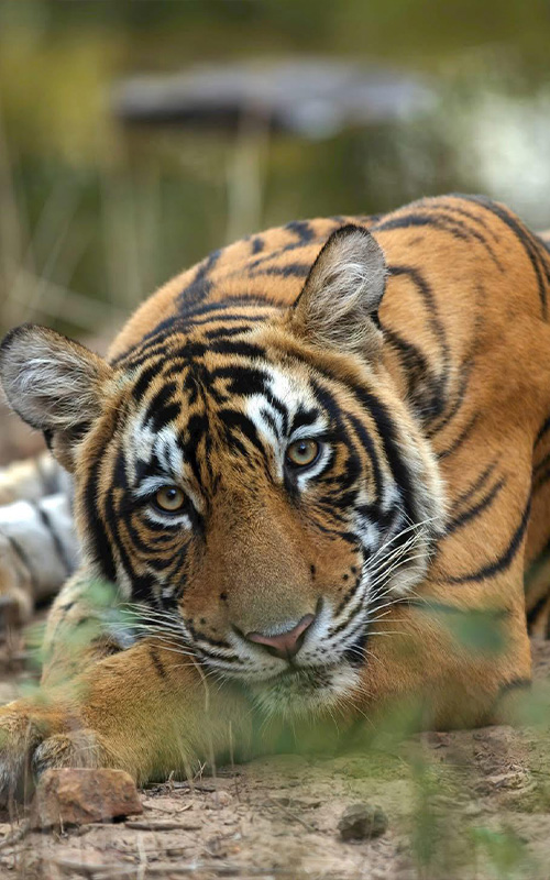 wildlife photography tour