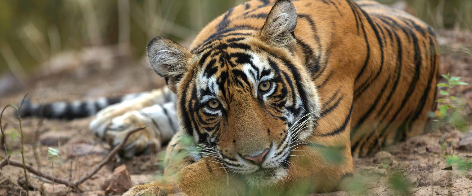 wildlife photography tour