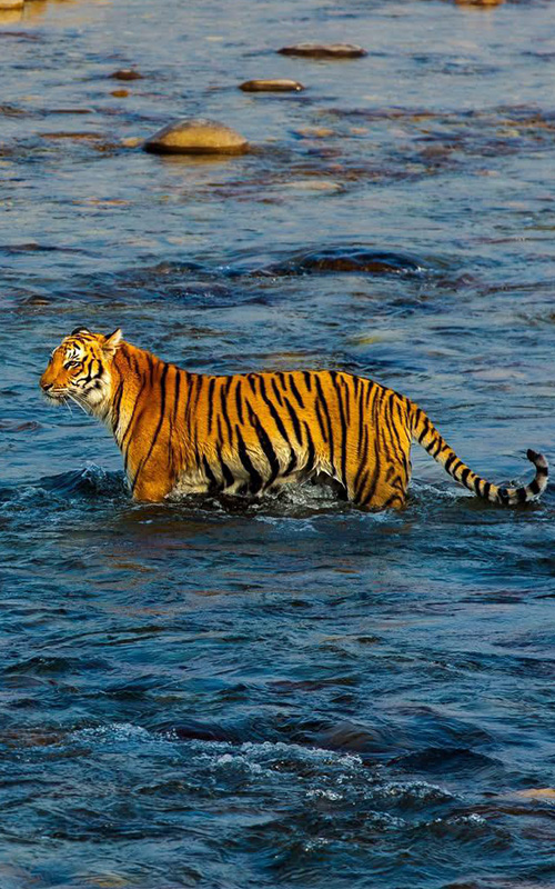 wildlife photography tour