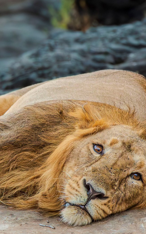 wildlife photography tour