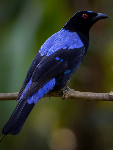 ASIAN FAIRY BLUE BIRD