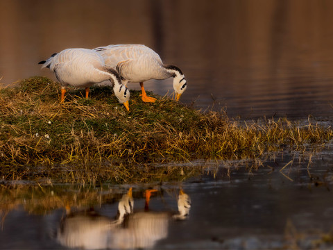 BAR HEADED GEESE