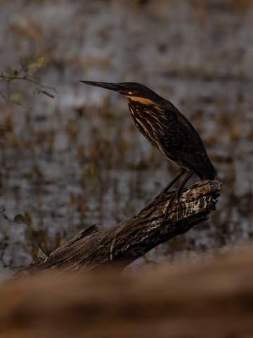 BLACK BITTERN