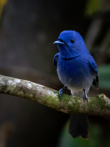 BLACK NAPED MONARCH FLYCATCHER