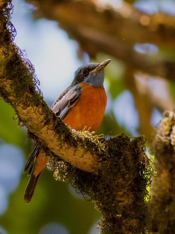 BLUE CAPPED ROCK THRUSH