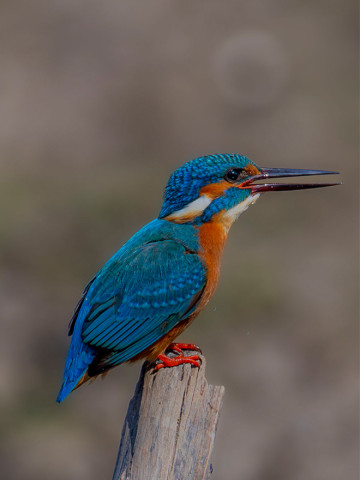 COMMON KINGFISHER