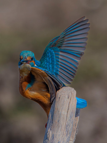 COMMON KINGFISHER