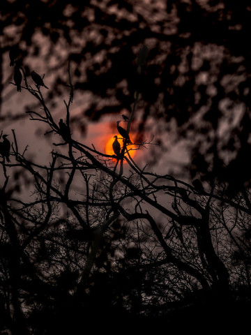 CORMORANT SILHOUETTE