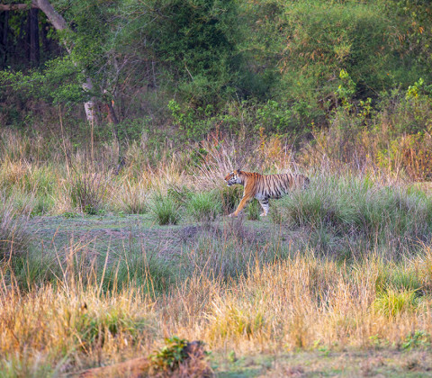 MALE TIGER (DB-2)