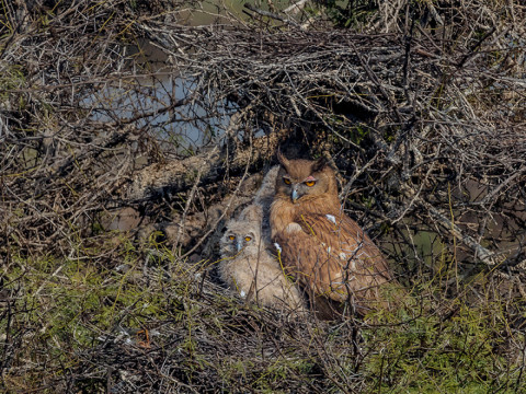 DUSKY EAGLE OWL