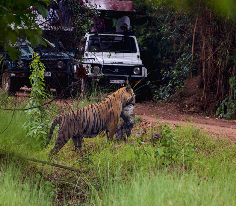 TIGER WITH KILL (MALE)