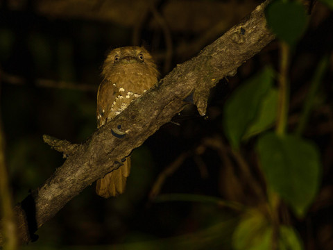 FROGMOUTH