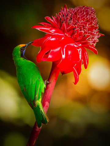 GOLDEN FRONTED LEAFBIRD