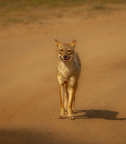 GOLDEN JACKAL