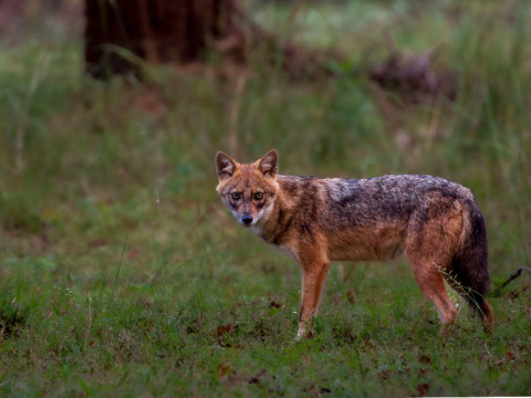 GOLDEN JACKAL