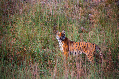 GRASSLAND WALI