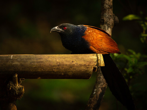 GREATER COUCAL