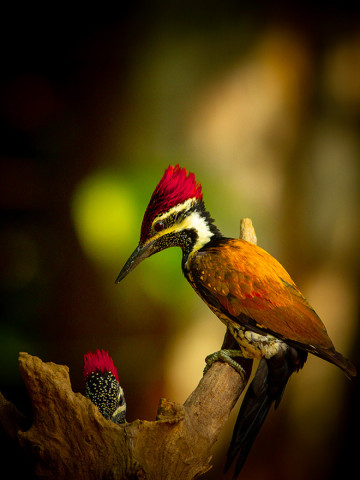 GREATER FLAME BACK WOODPECKER