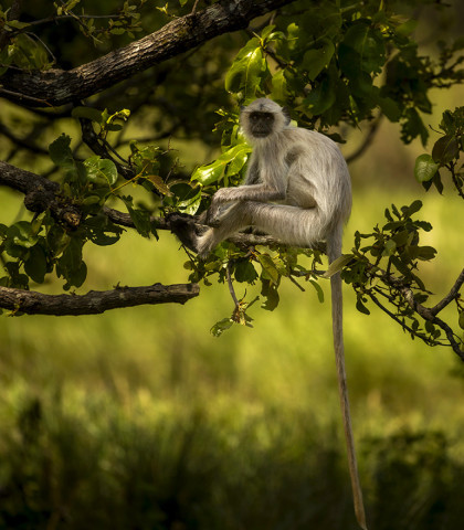 HANUMAN LANGUR