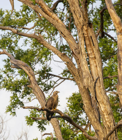 ORIENTAL HONEY BUZZARD