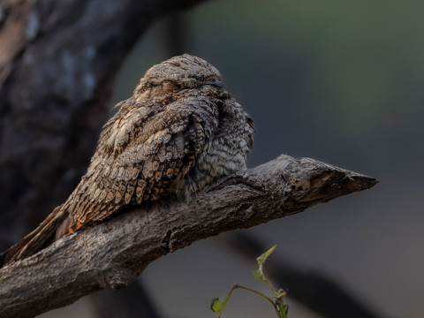 INDIAN NIGHTJAR