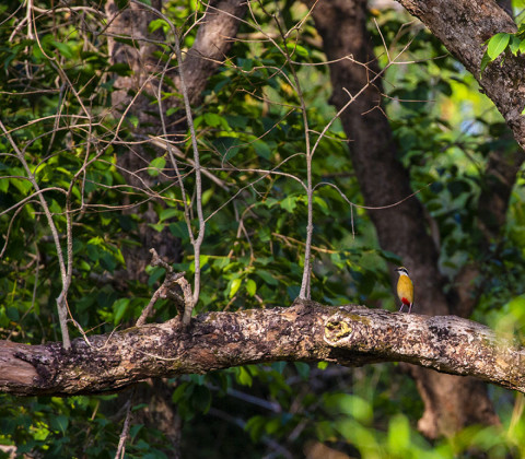 INDIAN PITTA