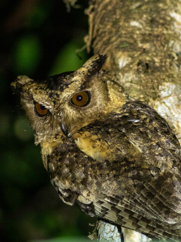 INDIAN SCOPS OWL